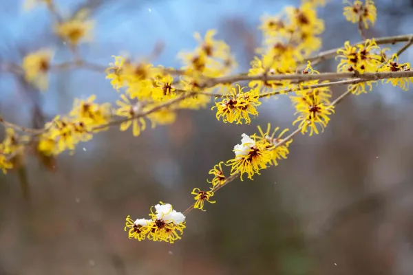 Hart’s Laughing Witch Hazel Tree